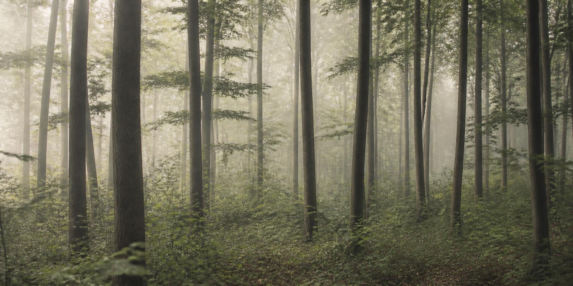 Soft morning light through a quiet forest