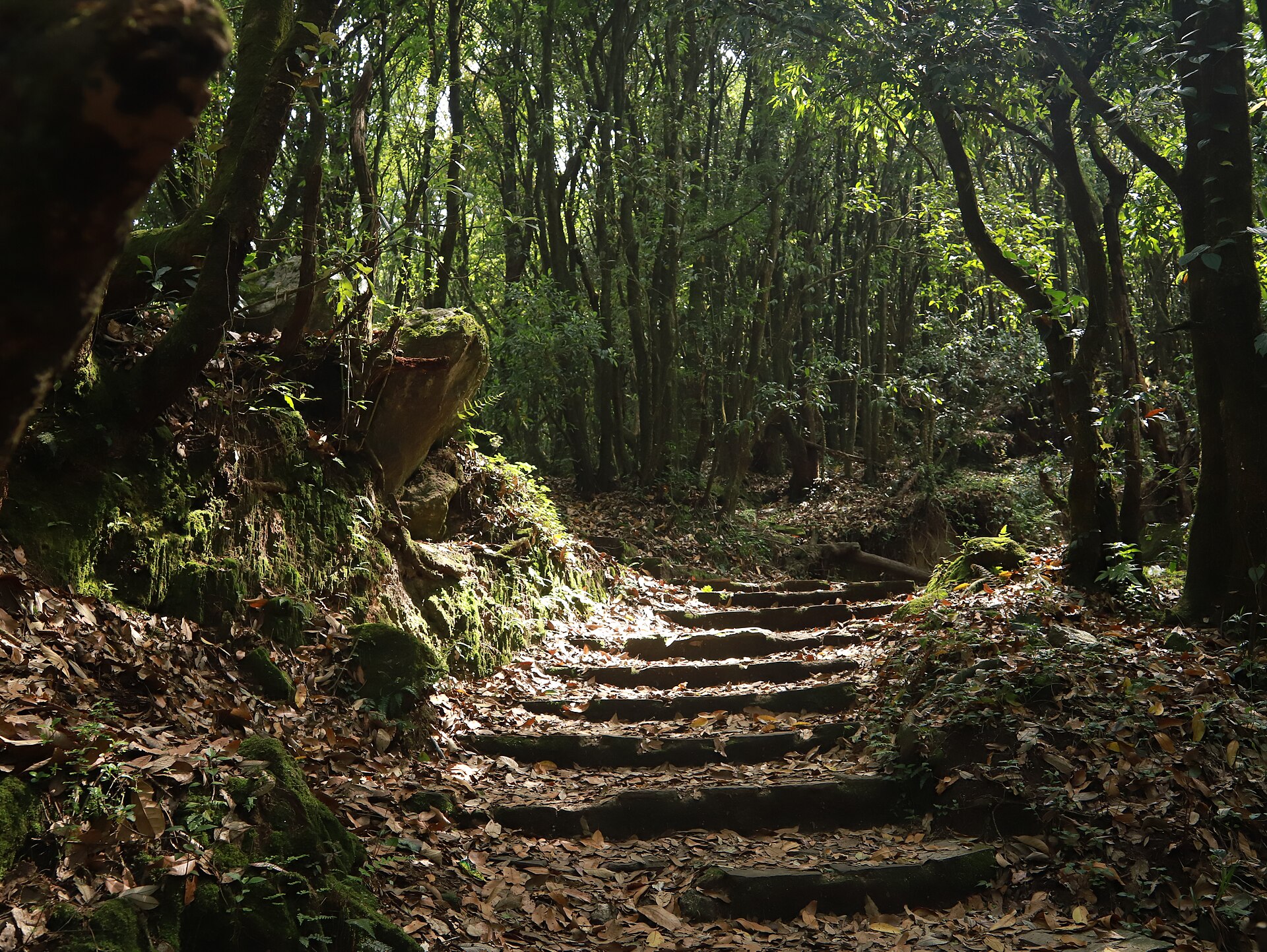 Stone steps on a wooded trail in natural morning light